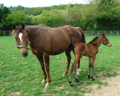 2019 filly by Postponed